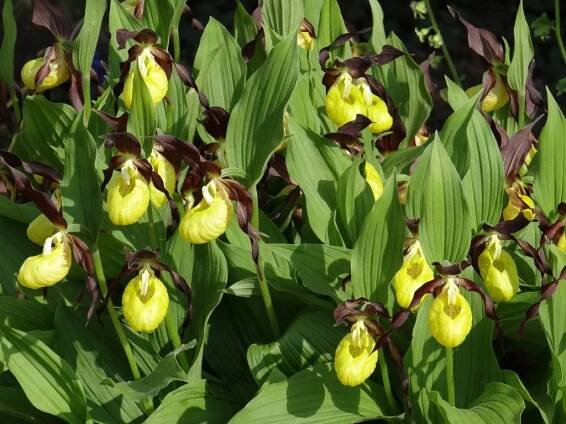 Cypripedium calceolus (Střevíčník pantoflíček) - eshop, prodej, semena, rostliny, pěstování, fotografie, množení, popis