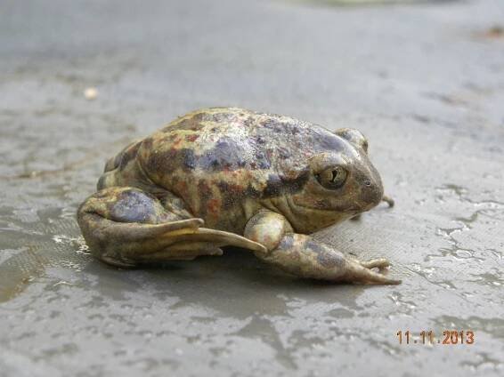 Poznávejte přírodu: Blatnice skvrnitá