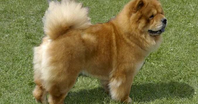 Čau-čau dlouhosrstý / Chow chow