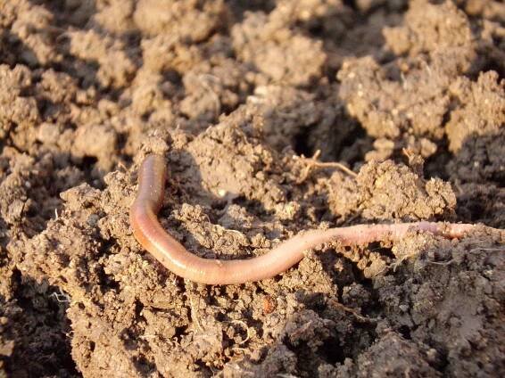 AN EARTHWORMS MOMENT IN TIME