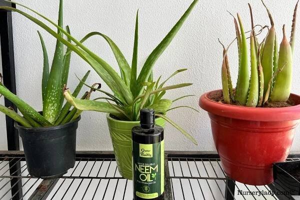 aloe vera neem oil