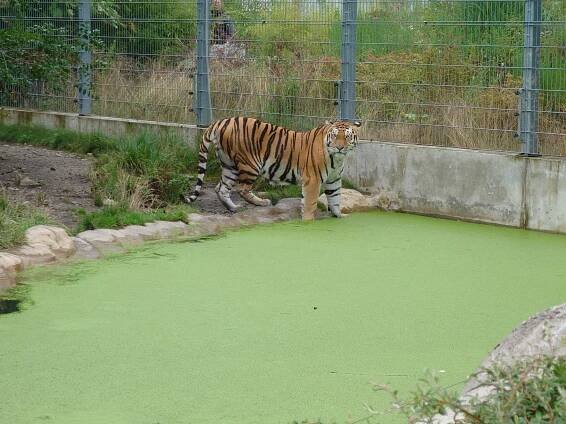 Tygr v Zoo Ohrada Hluboká nad Vltavou 2023 ve PhoneCopy Gallery