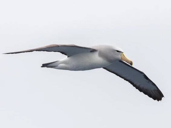 Salvin's Albatross - Thalassarche salvini - Birds of the World