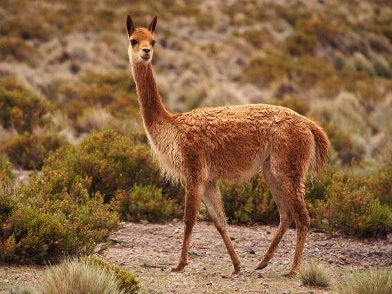 Charakteristika vicuña, peruánský národní symbol