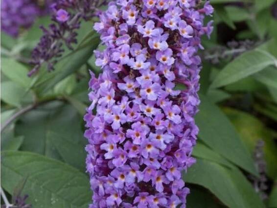 Komule Davidova 'Dreaming Purple' - Zahradnictví Spomyšl