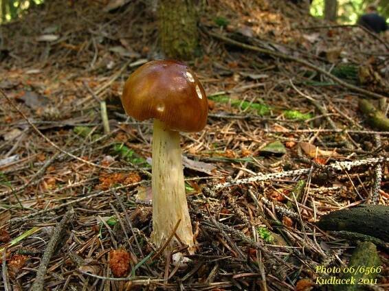 Muchomůrka ryšavá - Amanita fulva - Kudluv fotoatlas hubKudluv fotoatlas hub