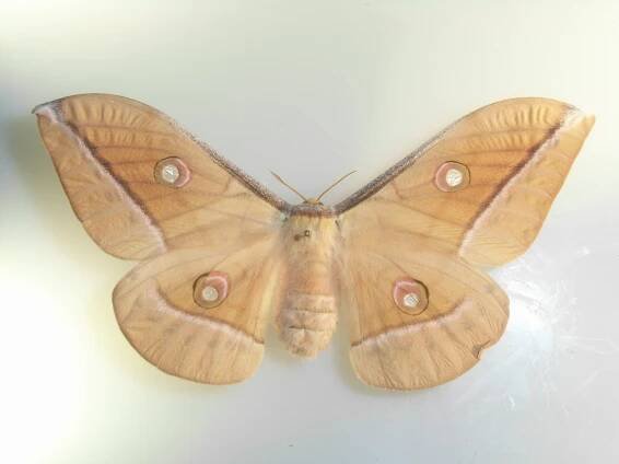 Antheraea