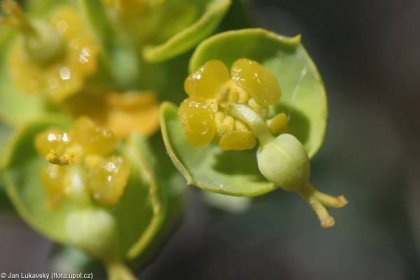Euphorbia seguieriana – pryšec sivý • Pladias: Databáze české flóry a vegetace