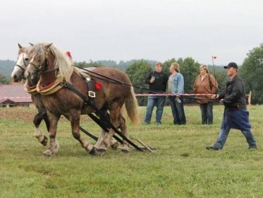 Koně tahali v Petrovicích kládu i železné sáně