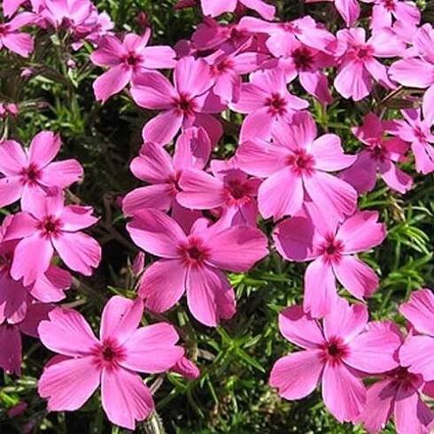 Plamenka šídlolistá 'Drummond Pink' 9cm | Viame.cz