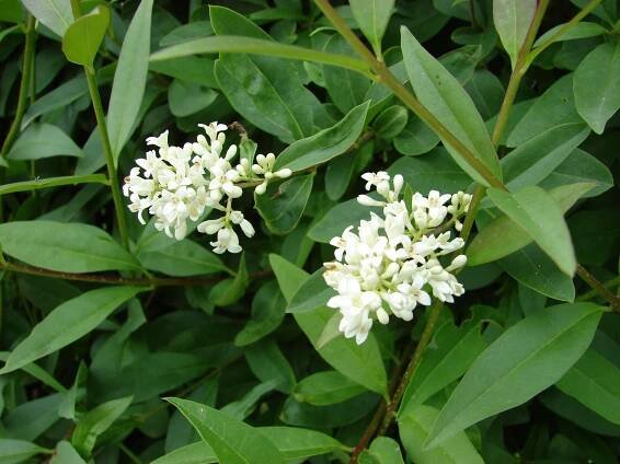 Ligustrum vulgare - ptačí zob obecný