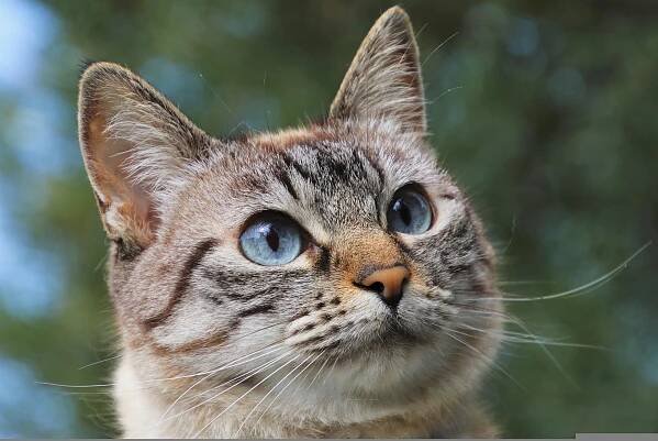 Kočka Pet Kočičí - Fotografie zdarma na Pixabay