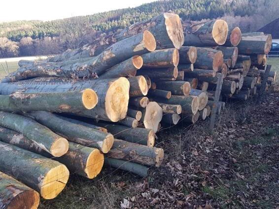Nákup a prodej dřeva | Palivové dřevo, dříví, těžební, pěstební činnost Písek, České Budějovice, Tábor, Volyně, Jihočeský