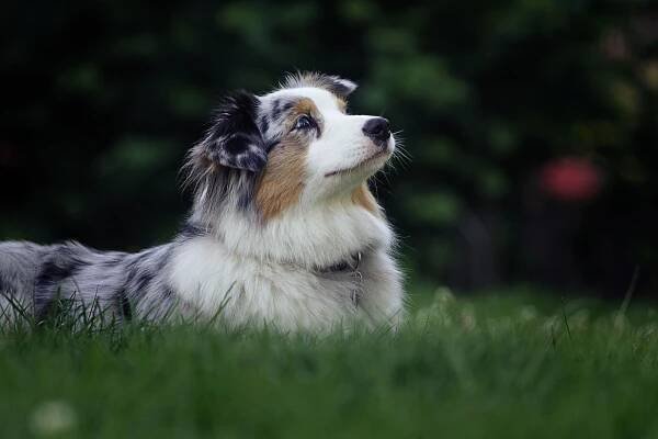 Aussie 8