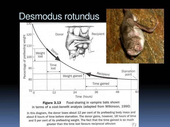 PPT - Altruismus u zvířat PowerPoint Presentation, free download - ID:4374452