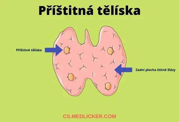 Příštitná tělíska na zadní straně štítné žlázy