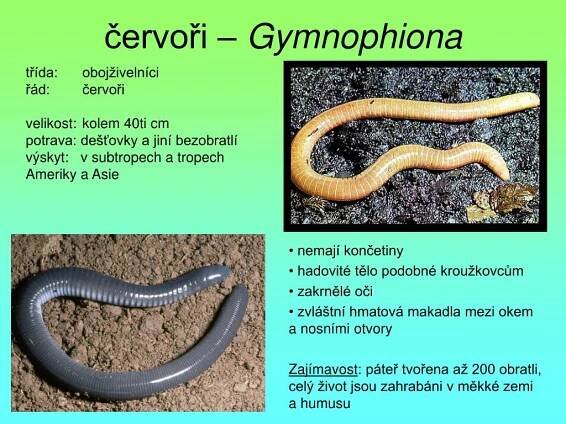 PPT - červoři – Gymnophiona PowerPoint Presentation, free download - ID:4743811