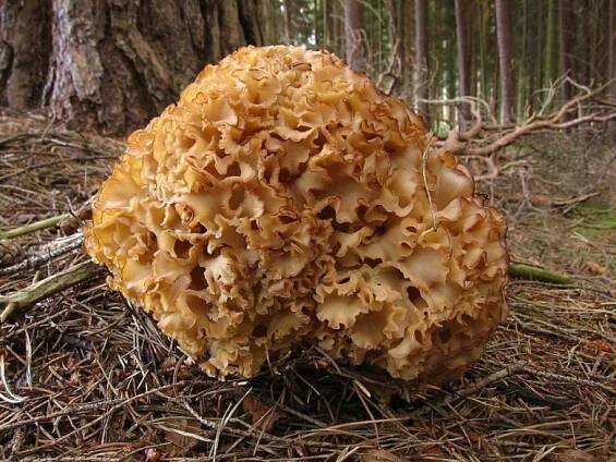 Kotrč kadeřavý (Sparassis crispa)