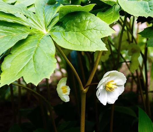 Mayapple (Podophyllum peltatum) Organic Plant in 2.5-inch Pot - American Mandrake, Duck's Foot, Hog Apple, May Apple, May-Apple, Umbrella Leaf by Smoke Camp Crafts