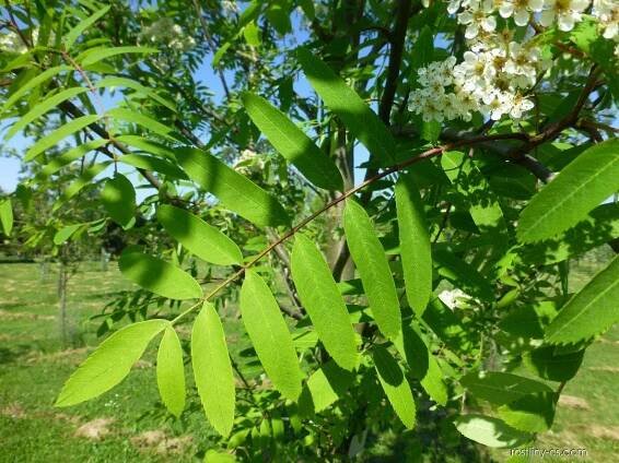 Jeřáb obecný, ptačí - Sorbus aucuparia Edulis, listy