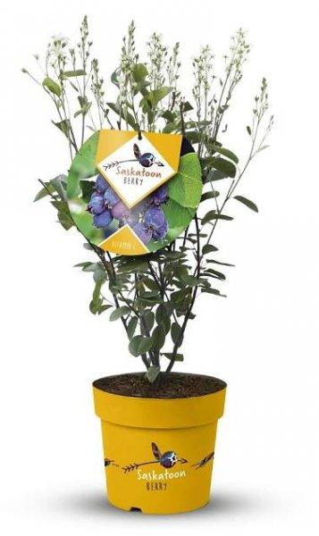 Muchovník olšolistý "Saskatoon Berry ® - Zahradní centrum "Strakovo" s.r.o.