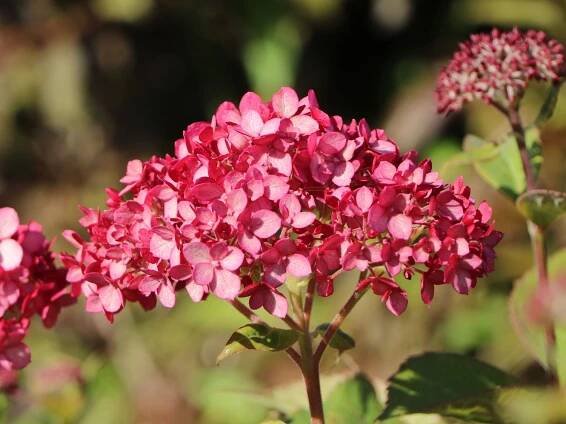 Hydrangea arborescens ´Ruby Annabelle´® - Obrázek 6