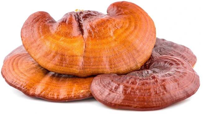 strankycinskemediciny-reishi-obsahuje-vice-nez400-ruznych-zivin