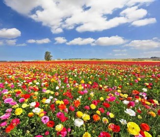 Pole, kvetoucí barevné zahrady blatouchy — Stock obrázek