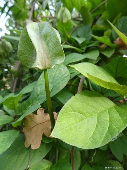 Vilec šplhavý - listy a květy (Cobaea scandens)