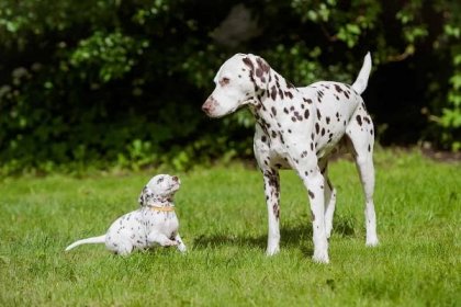 Dalmatin pes s štěně - Obrazy - myloview
