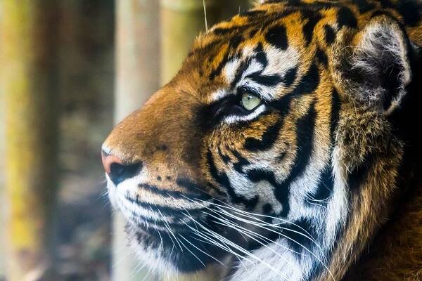 Bengal Tiger - Social Media Events