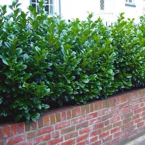 Bobkovišeň lékařská NOVITA je ideální na živý plot VELKÁ SAZENICE stálezele Latinský název prunus laurocerasus
