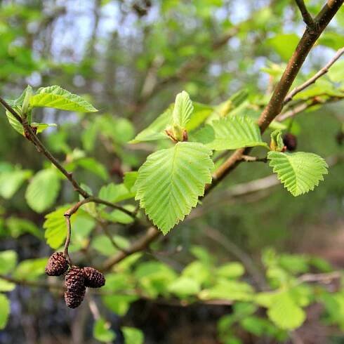 Olše lepkavá – Alnus glutinosa – pěstování stromů