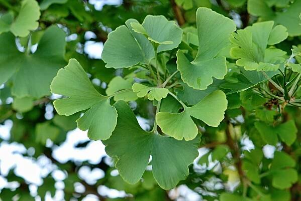 Ginkgo biloba 'Mariken' - jinan dvoulaločný - listy 