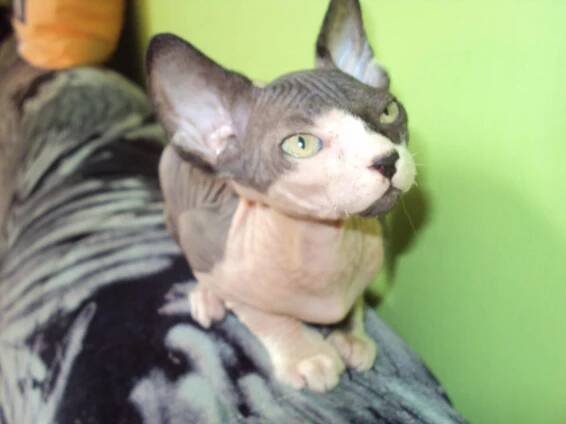 Kanadský sphynx -nízkotučné granule