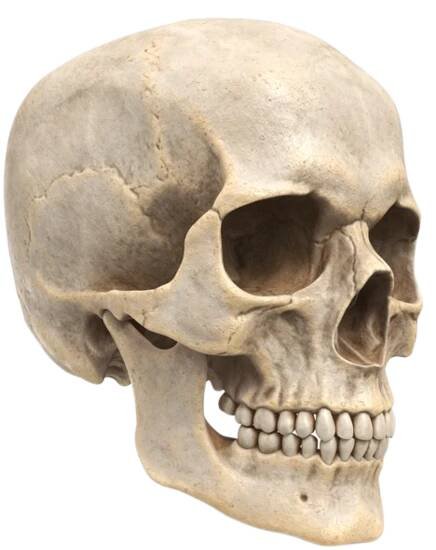 human skull on Tumblr