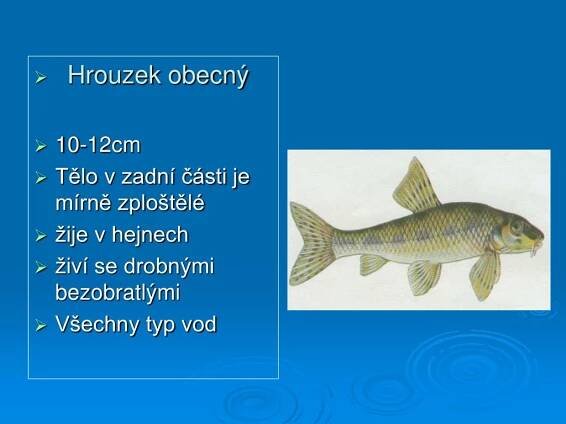 PPT - Dravé ryby PowerPoint Presentation, free download - ID:5268757