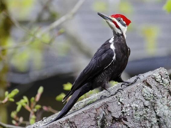 Pileated Woodpecker - Dryocopus pileatus - Birds of the World