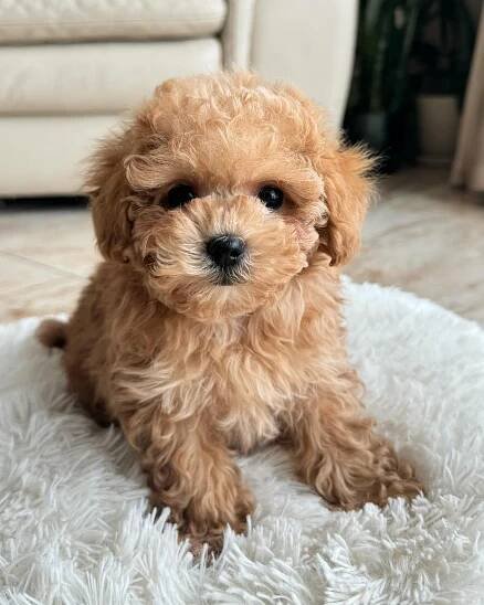 Maltipoo puppies for sale – Surprise Puppy Home