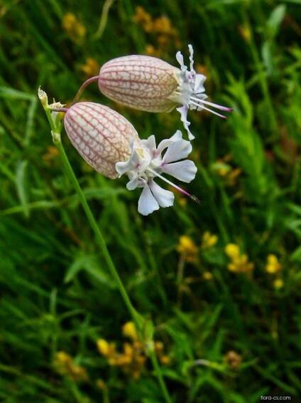 Atlas - fotogalerie: silene vulgaris; 1