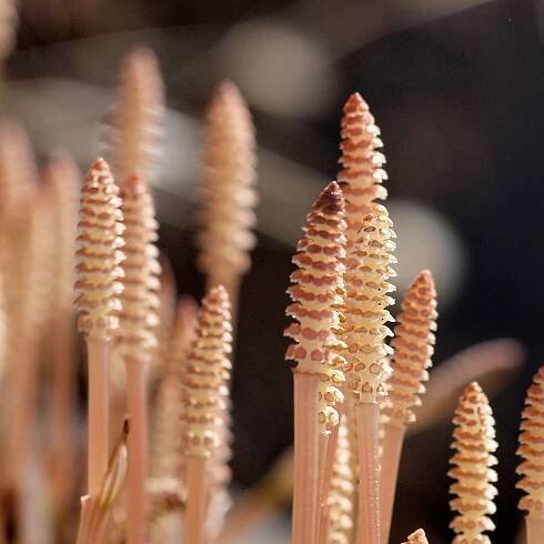 Soubor:Equisetum arvense (8540072503).jpg