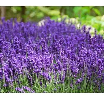levandule-online.cz Levandule Hidcote Blue - Levandule úzkolistá, lékařská, květináč 9 cm