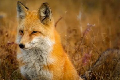 Doba lovu lišky: Lov lišek v přírodě - ProfiMysl