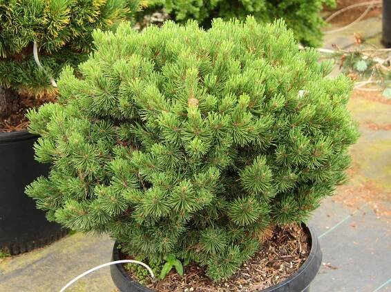 Buy Pinus mugo 'Mops' Mugo Pine | Conifer Kingdom