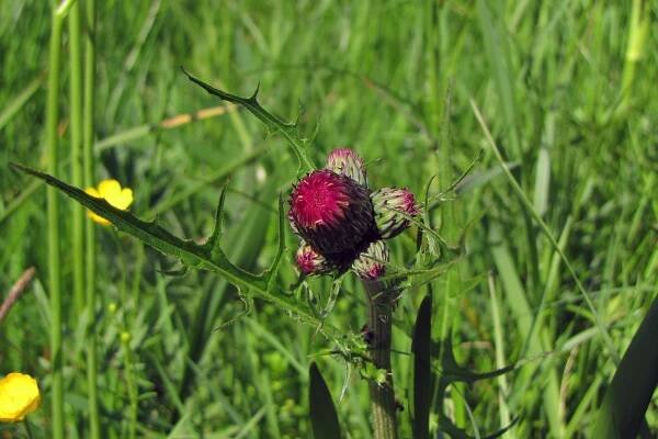 Pcháč potoční (Cirsium rivulare)