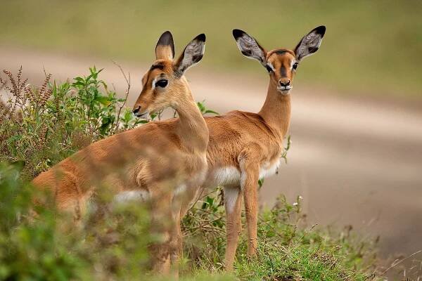 Kenya 2022 – Wildstock Photography