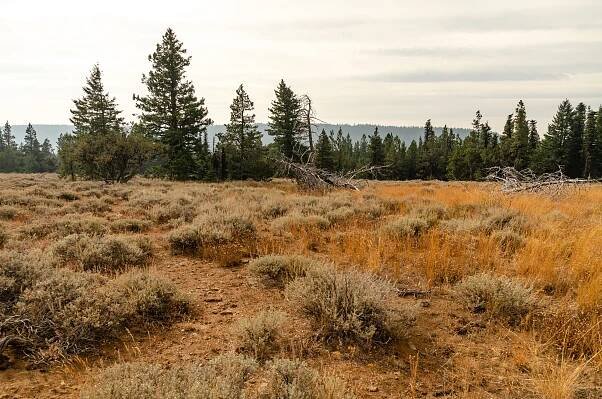 Bridge Creek Wilderness