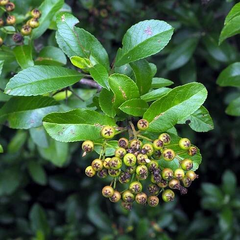Súbor:(ms) Pyracantha coccinea 5.jpg