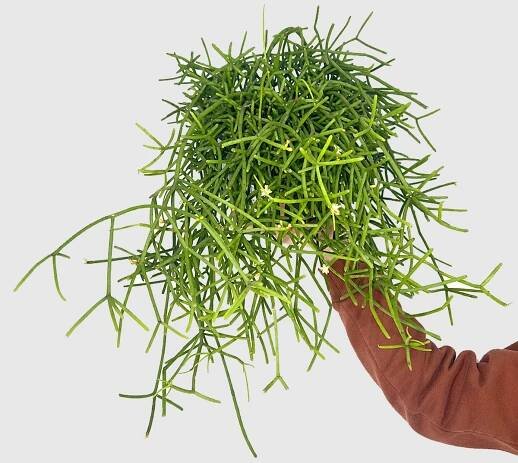 Rhipsalis Grandiflora