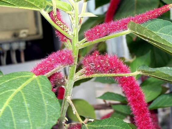Acalypha hispida